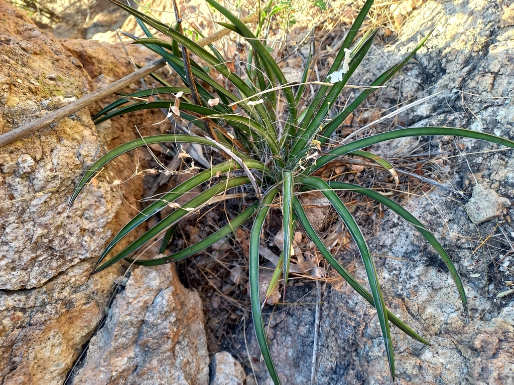 Agave felgeri