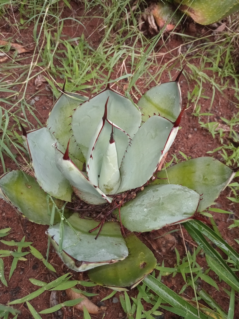 Agave flexispina