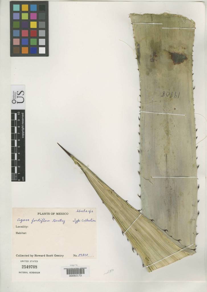 Agave fortiflora