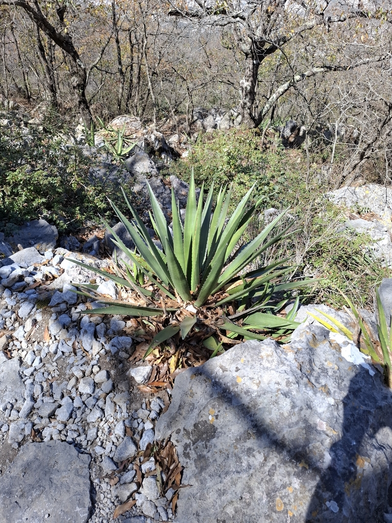 Agave funkiana