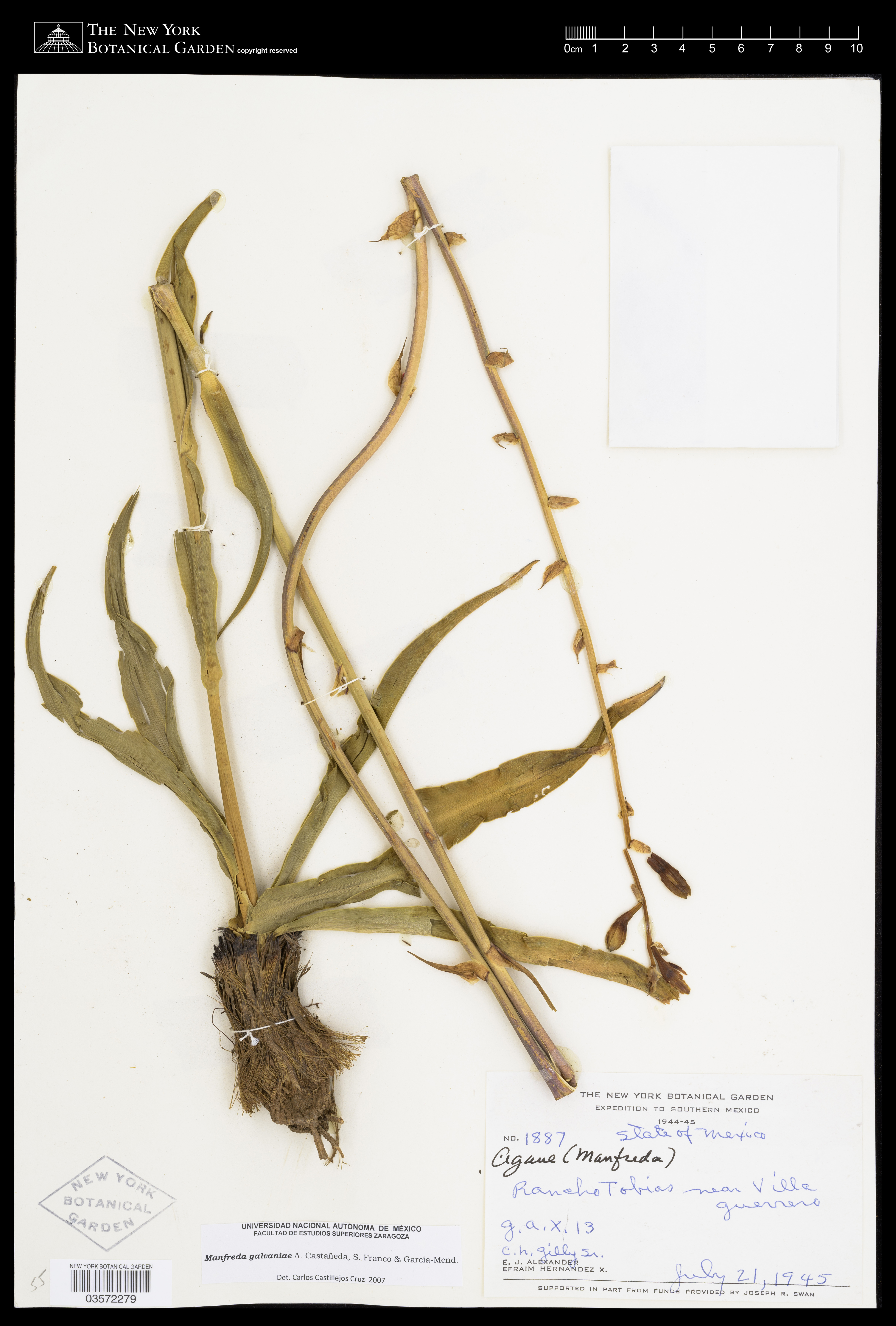 Agave galvaniae