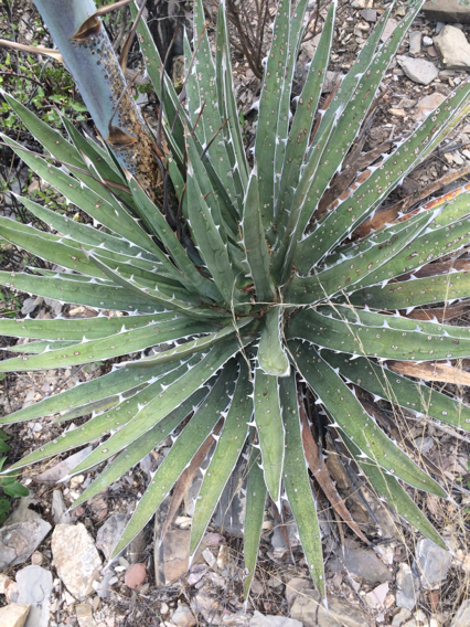 Agave garciae-mendozae