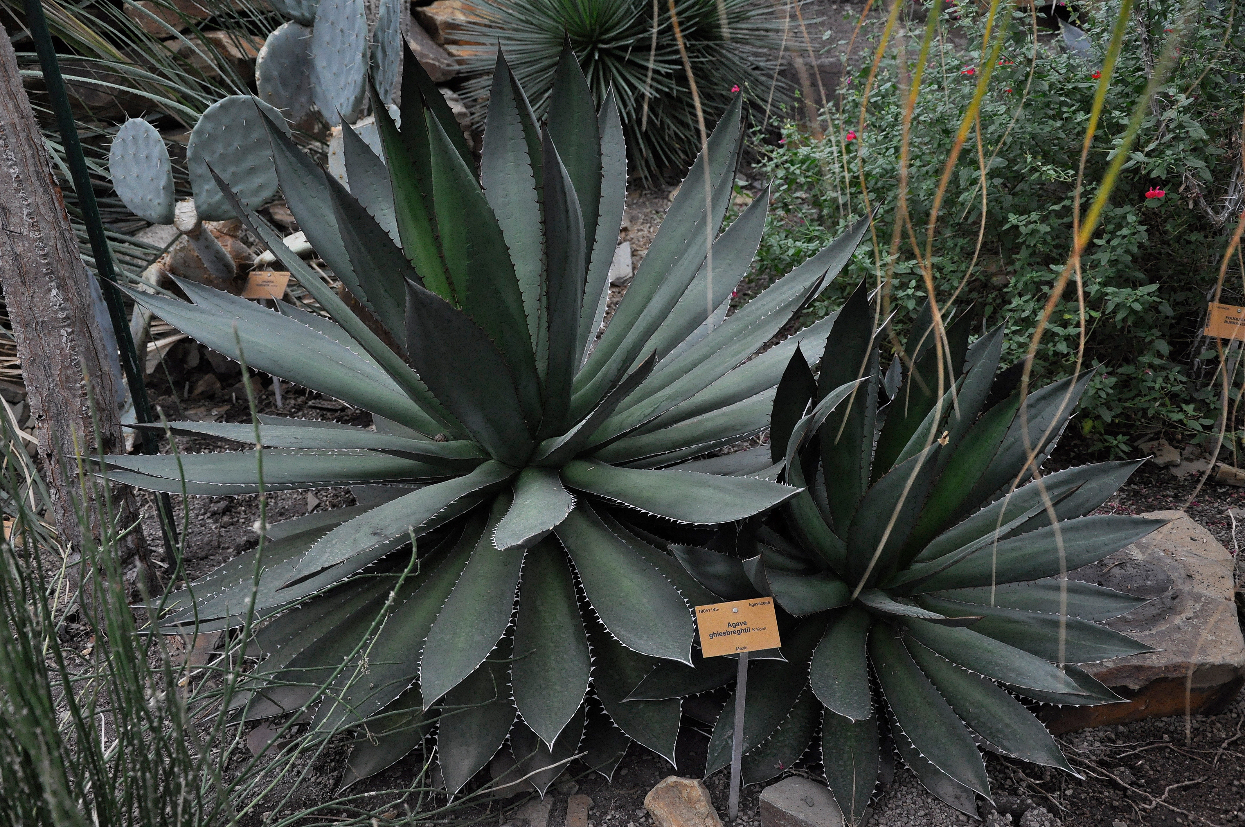 Agave ghiesbreghtii