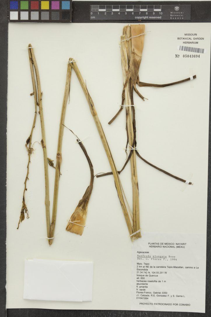 Agave gracillima