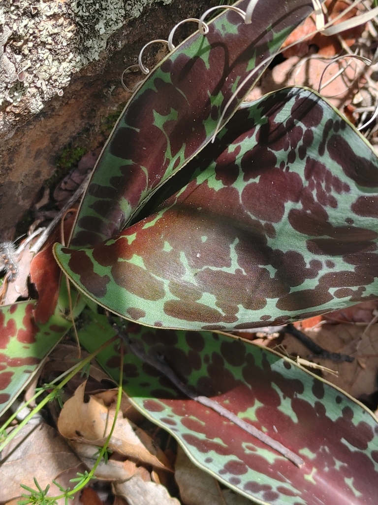 Agave guttata
