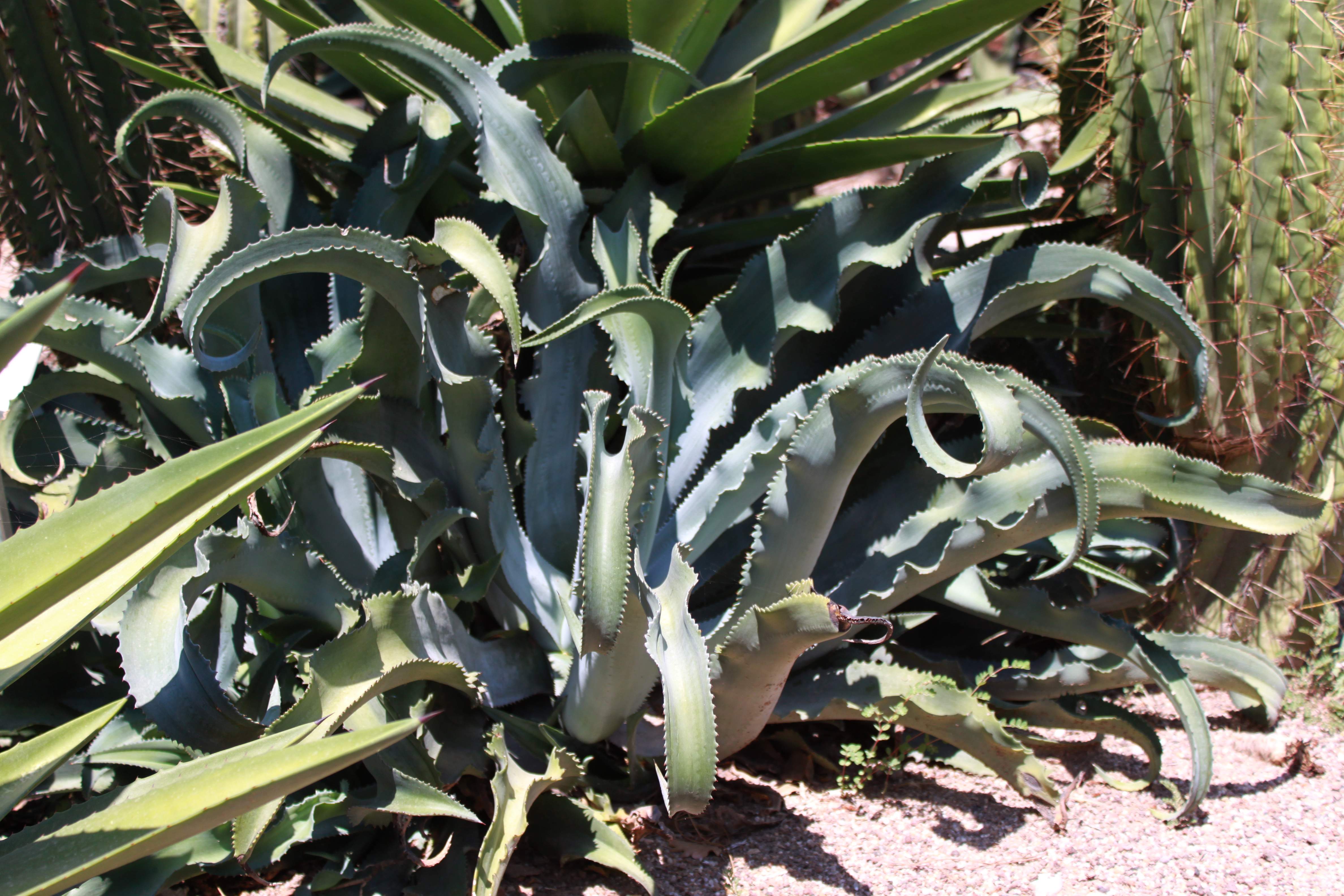 Agave gypsophila