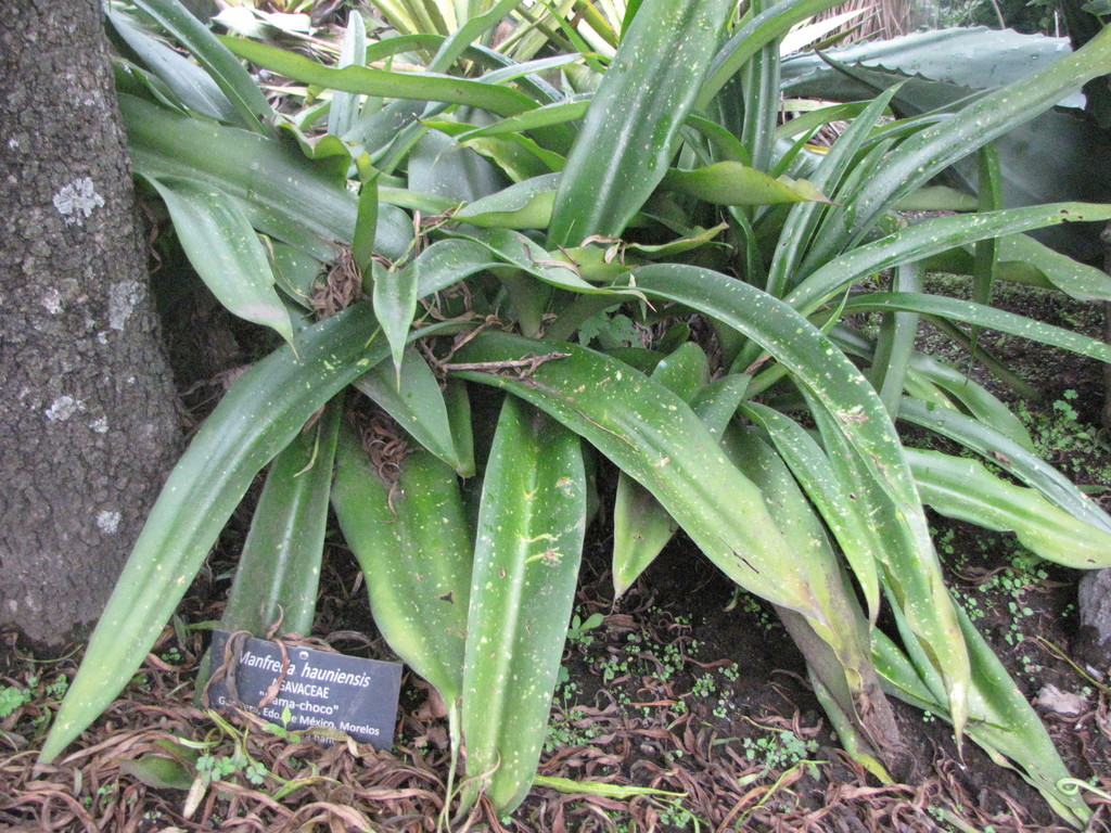 Agave hauniensis