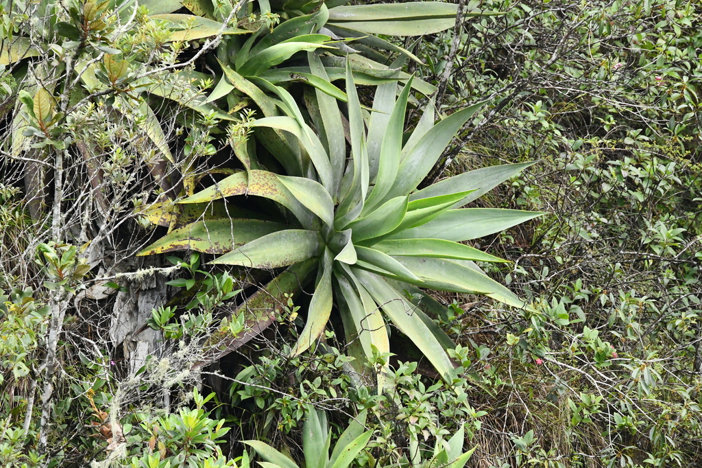Agave hiemiflora