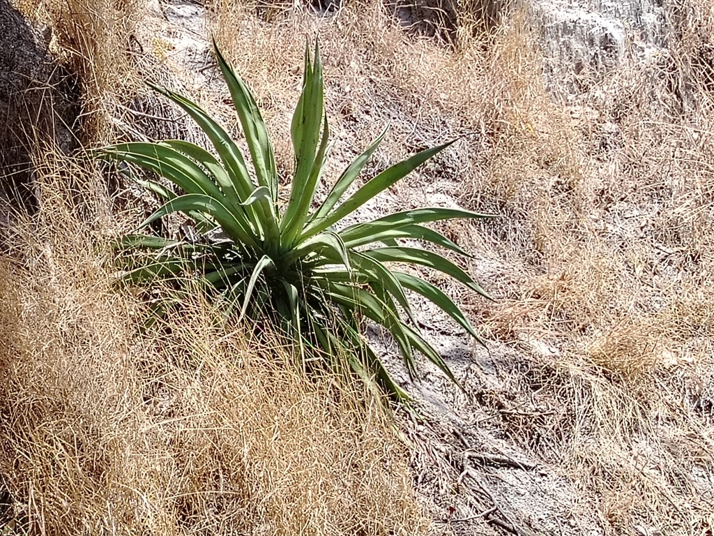 Agave hookeri