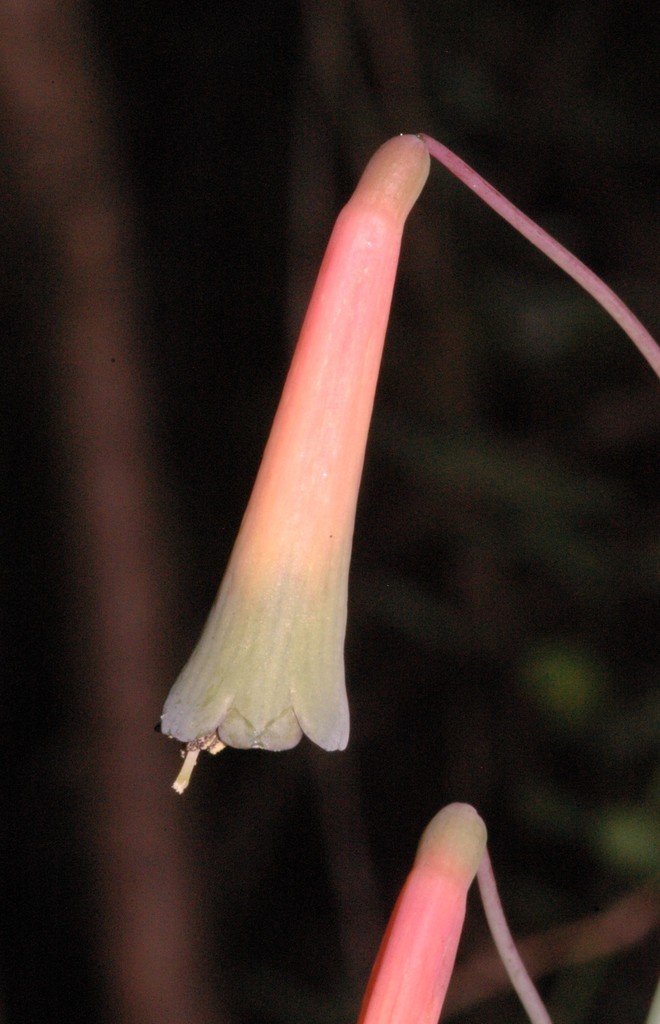 Agave howardii