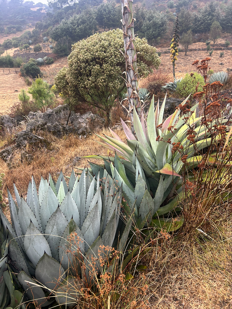 Agave hurteri