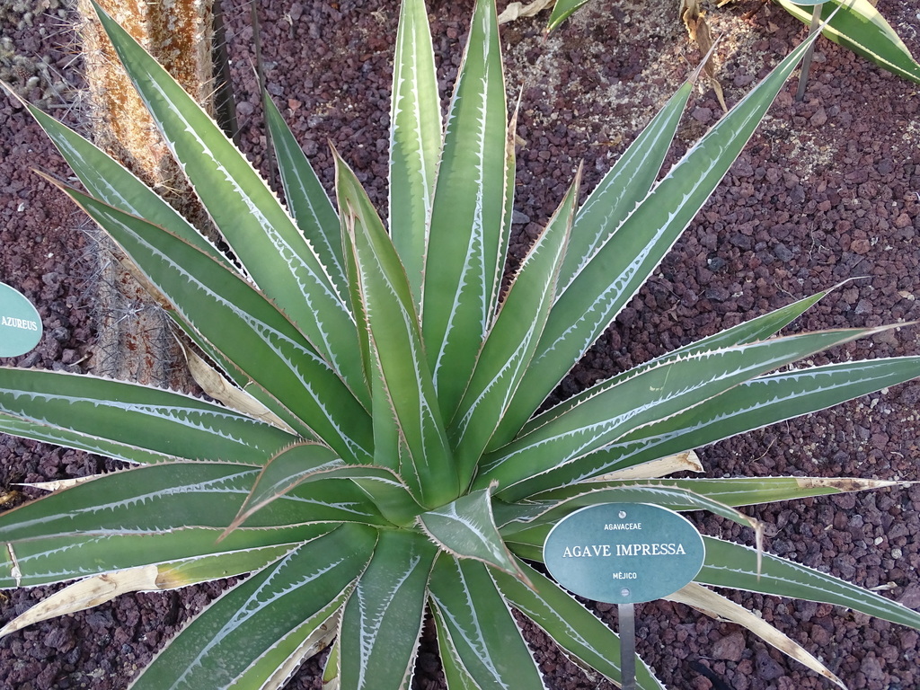 Agave impressa