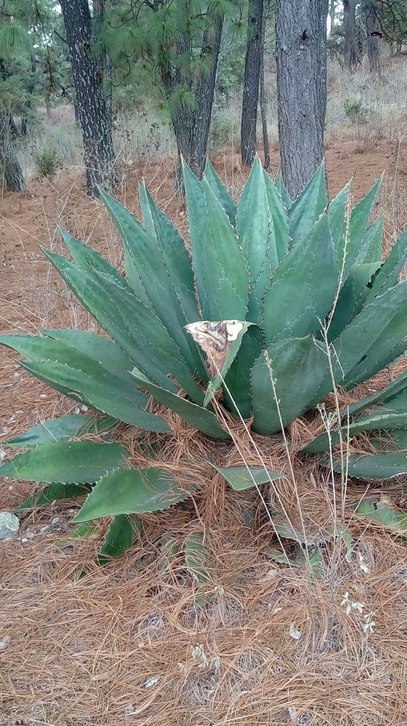 Agave inaequidens