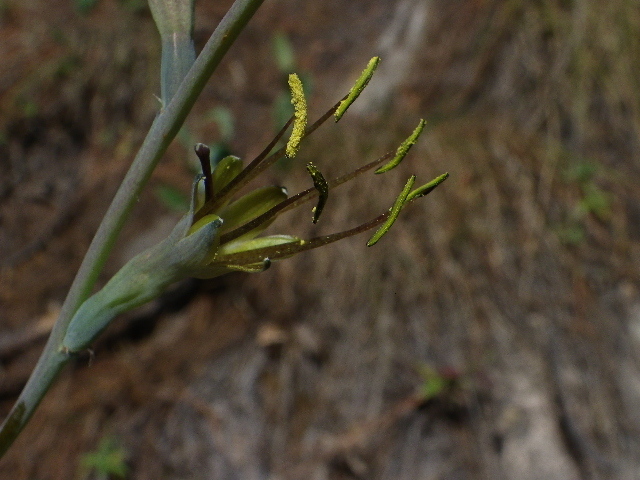 Agave involuta