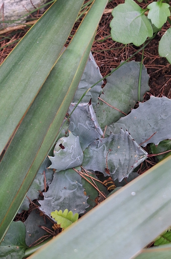 Agave isthmensis