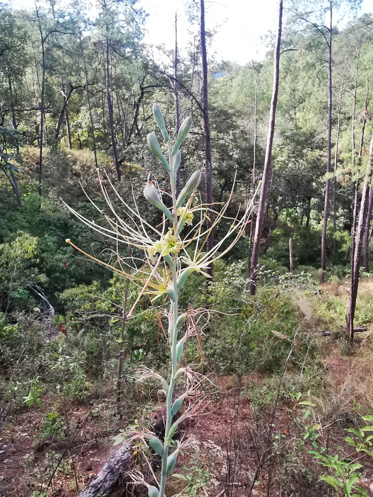 Agave jaliscana