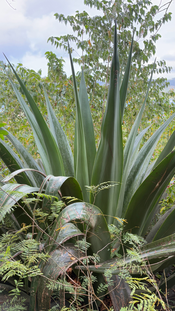 Agave karatto