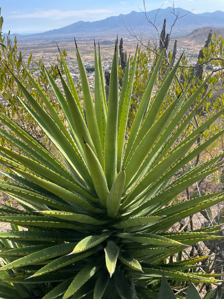 Agave karwinskii