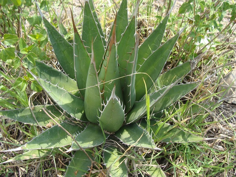 Kerchovei