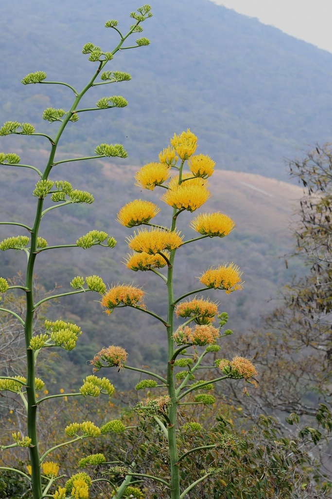 Agave kewensis