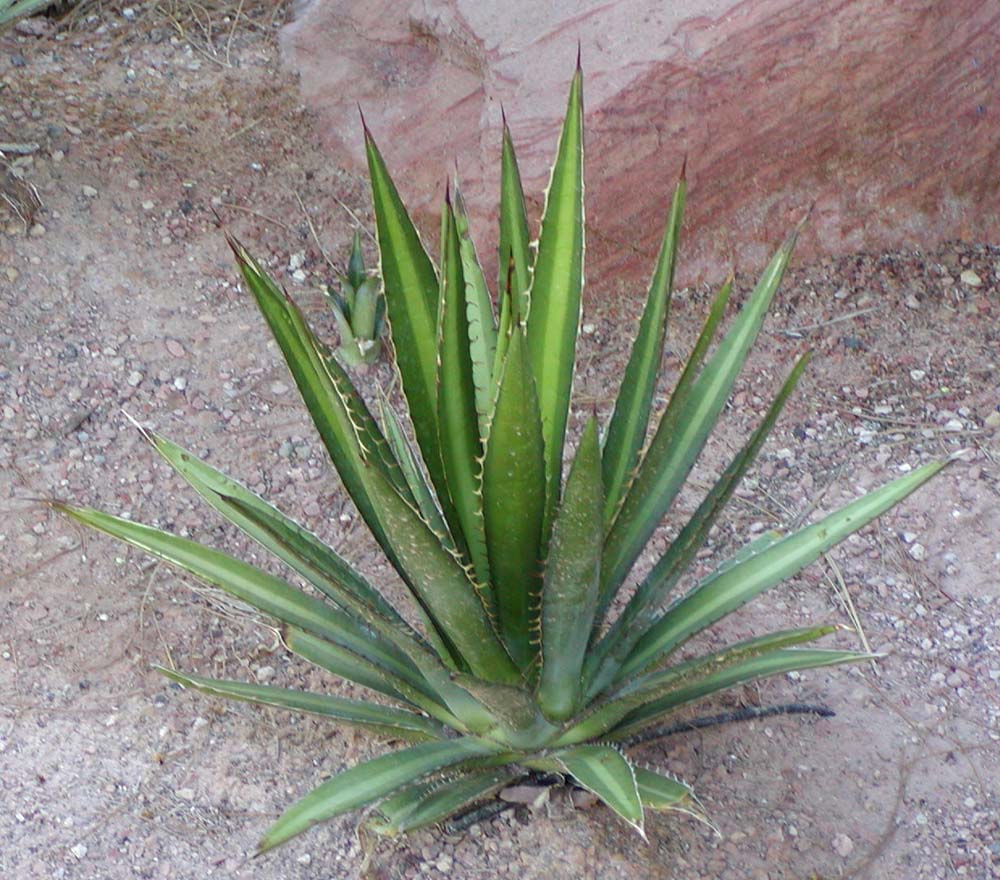 Agave lecheguilla