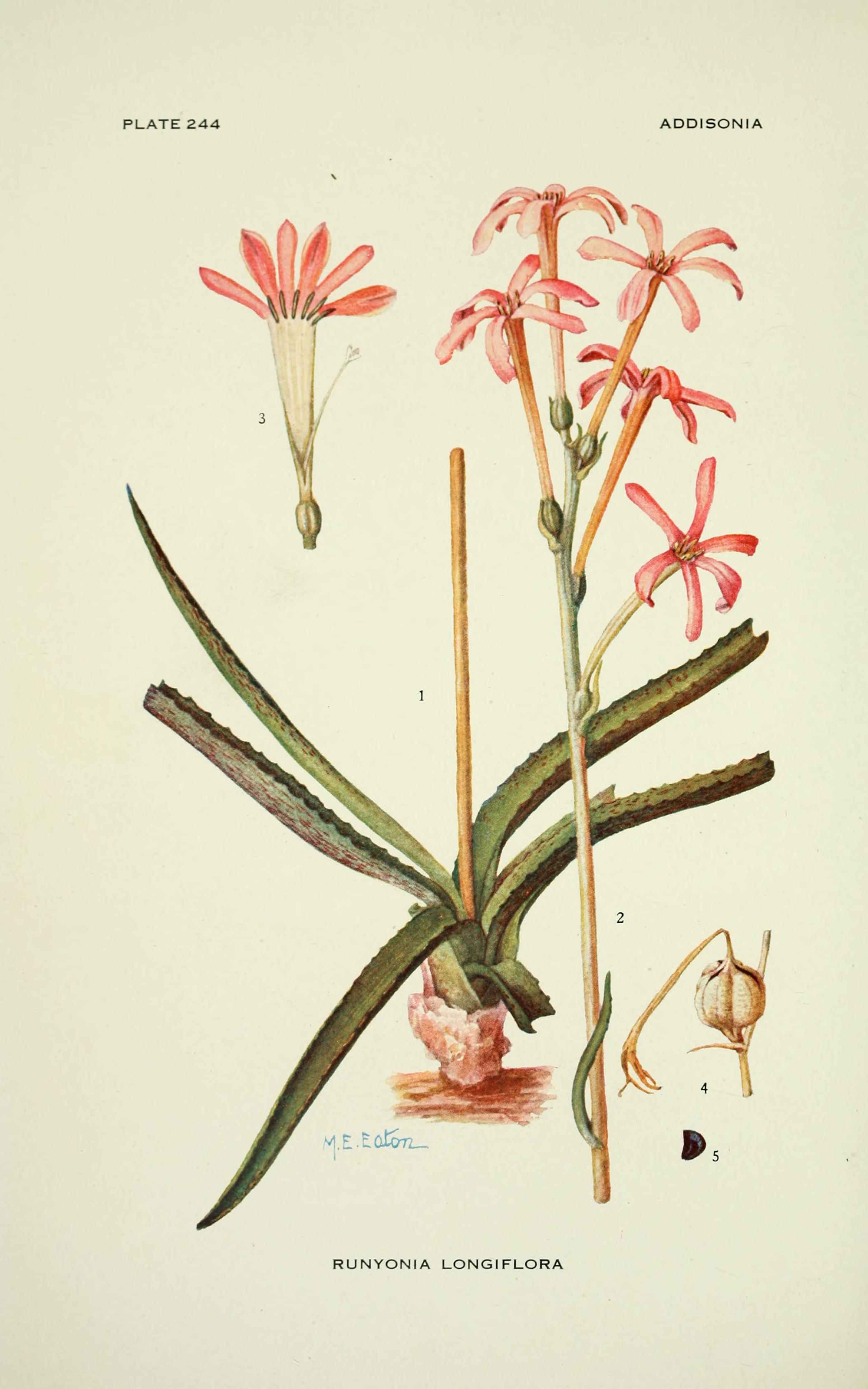 Agave longiflora