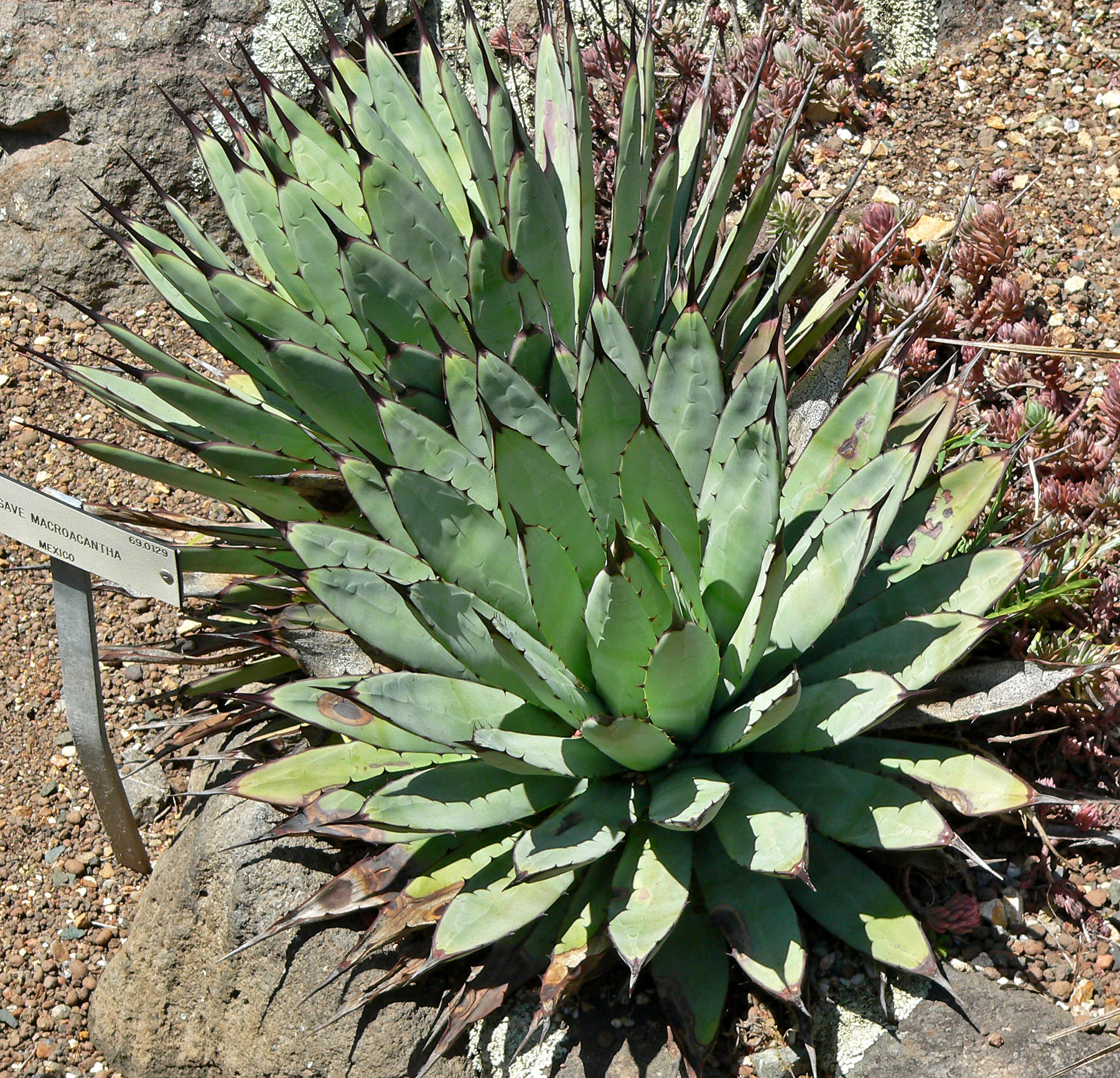 Espadincillo