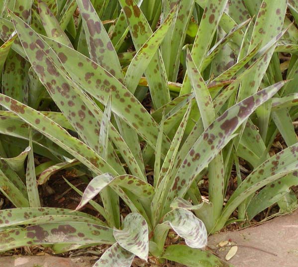 Agave maculata