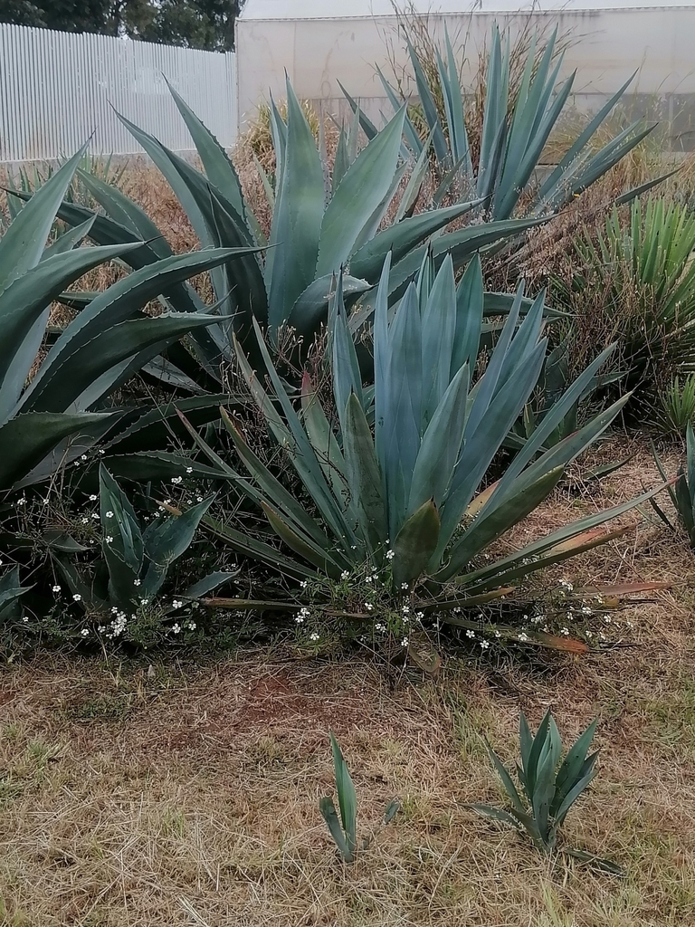 Agave manantlanicola