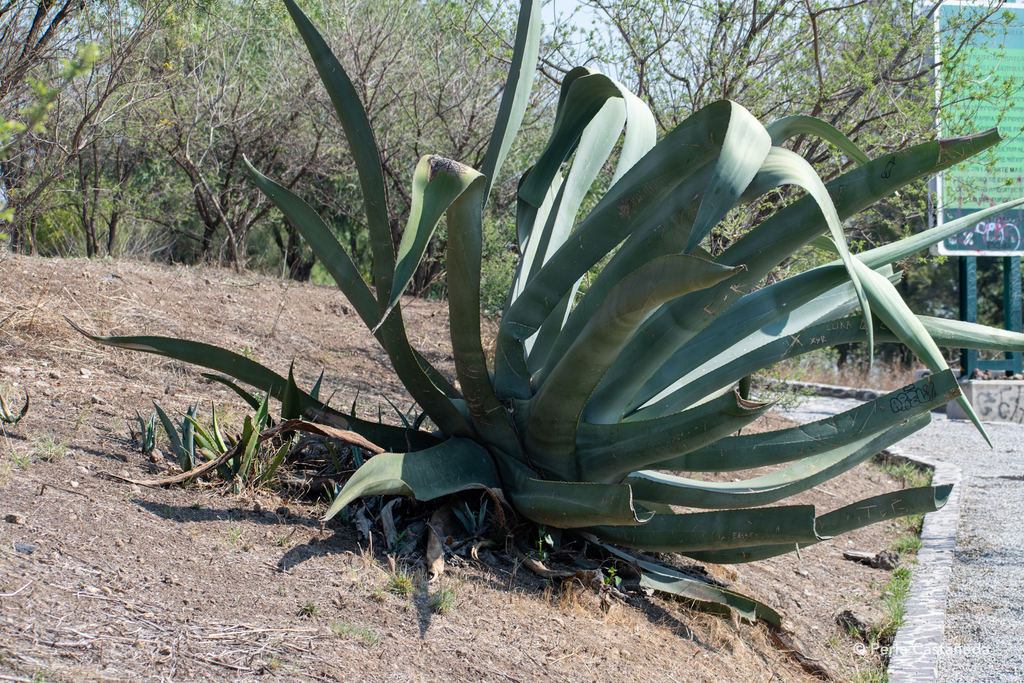 Maguey Mapisaga