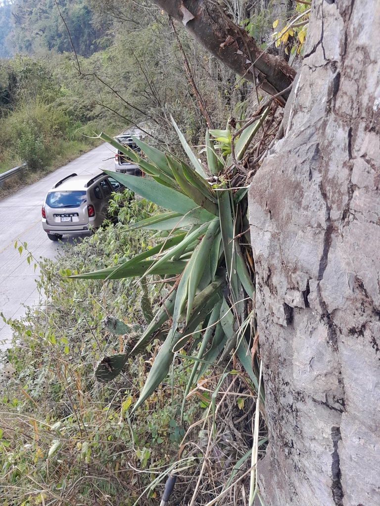 Agave maria-patriciae