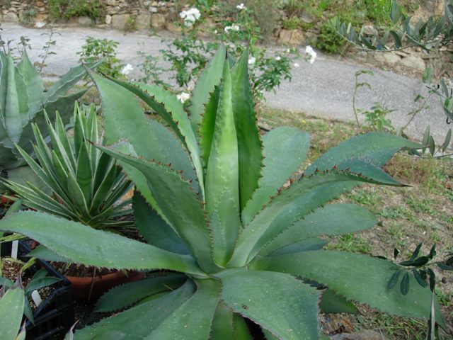 Lechuguilla
