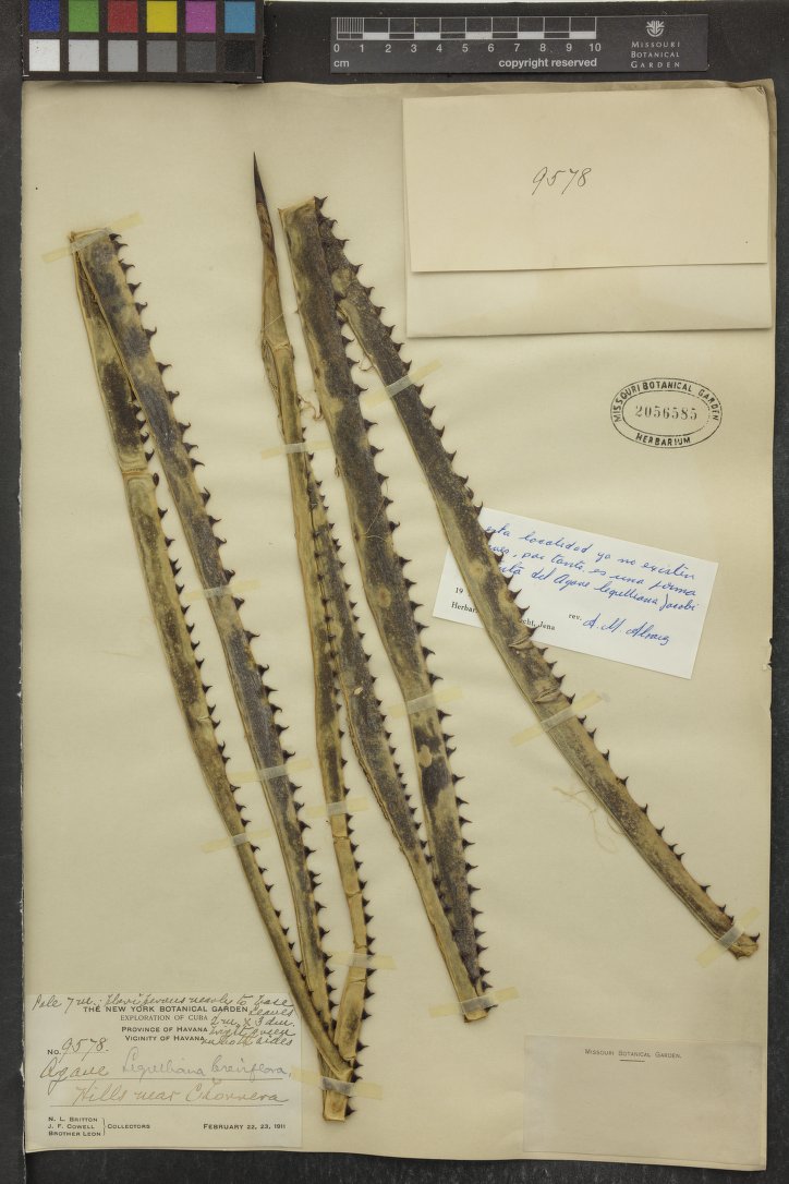 Agave melanacantha