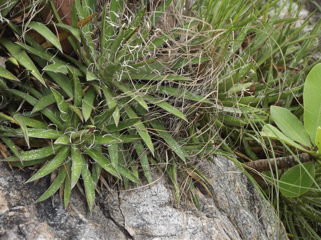Agave microceps
