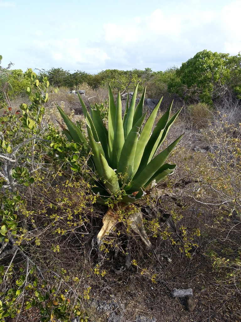 Agave missionum