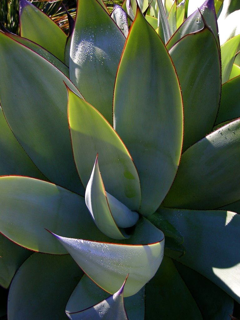 Agave mitis