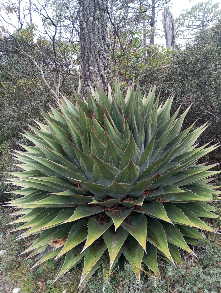 Maguey Cimarrón