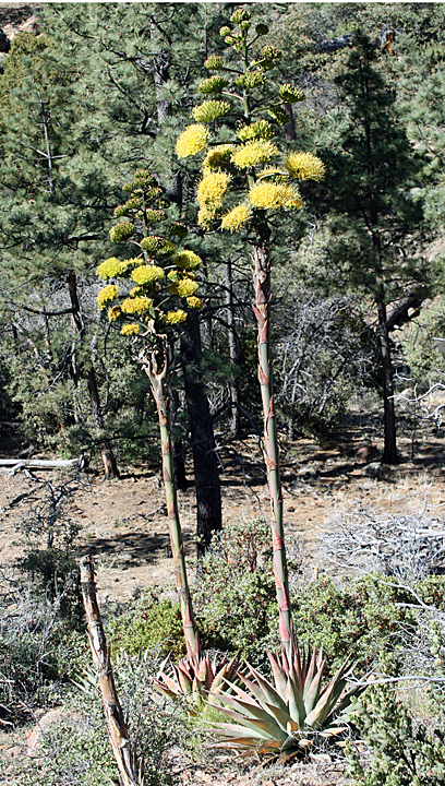 Agave moranii