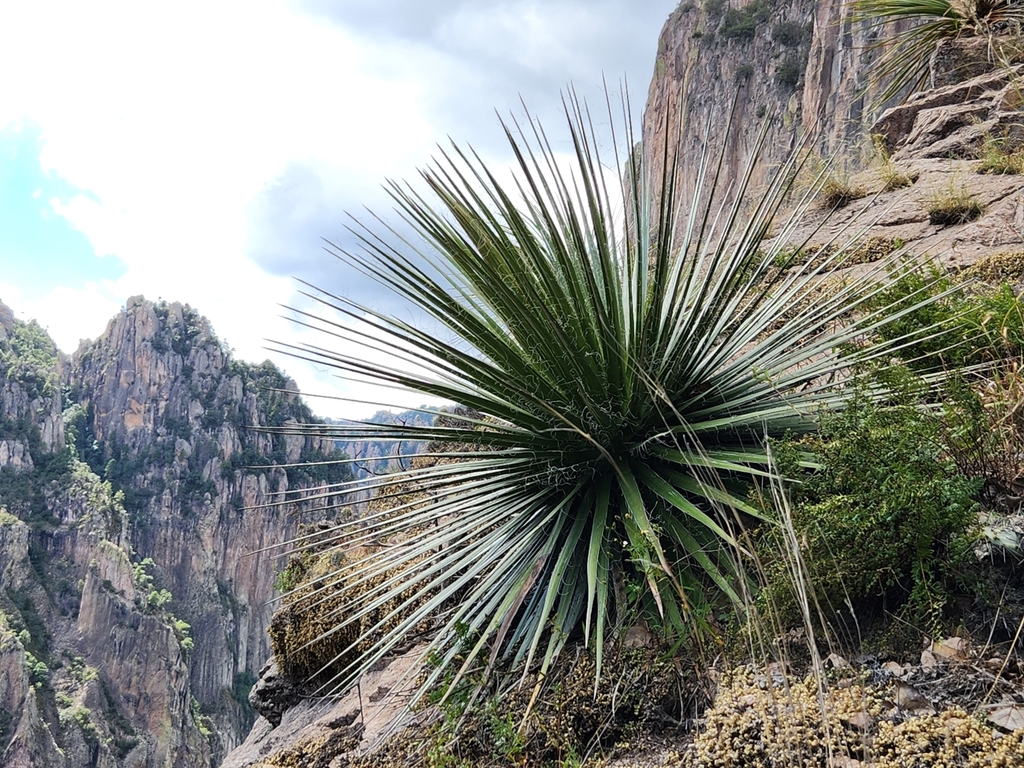 Agave multifilifera