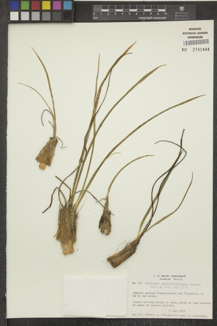 Agave nanchititlensis