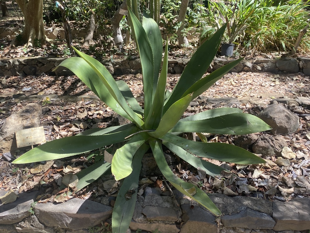 Agave nayaritensis