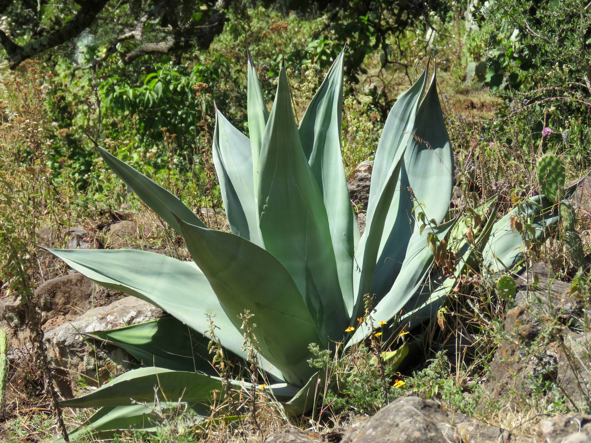Agave neglecta