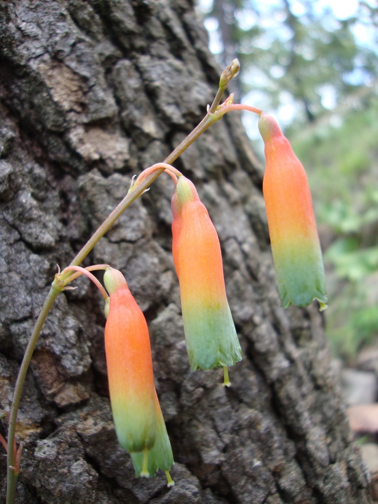 Agave neocernua