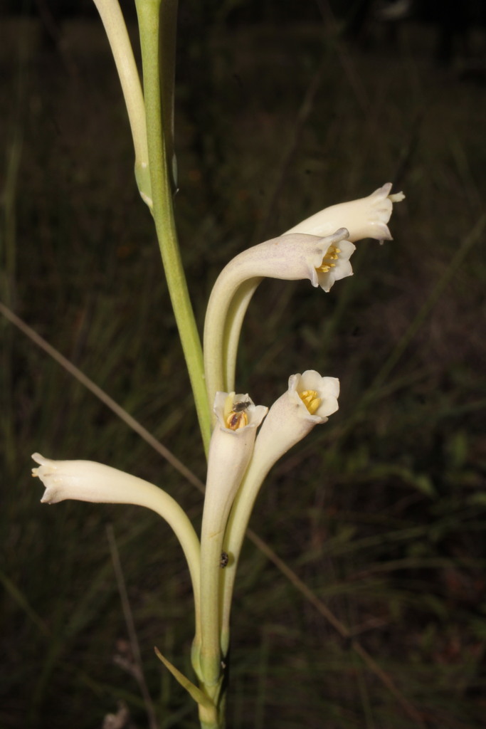 Agave neonelsonii