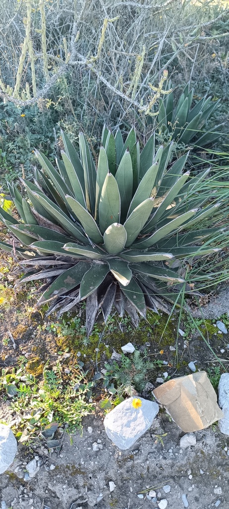 Agave nickelsiae