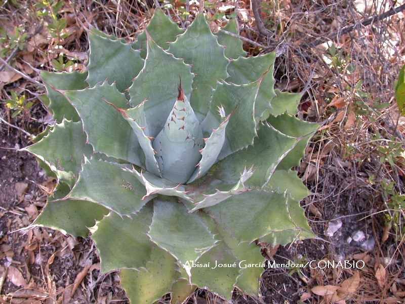 Nuusaviorum