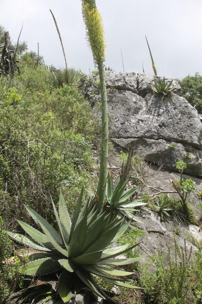 Agave obscura