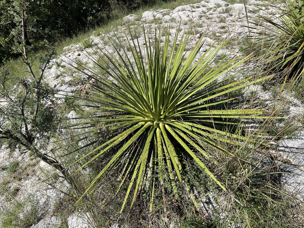 Agave ocahui
