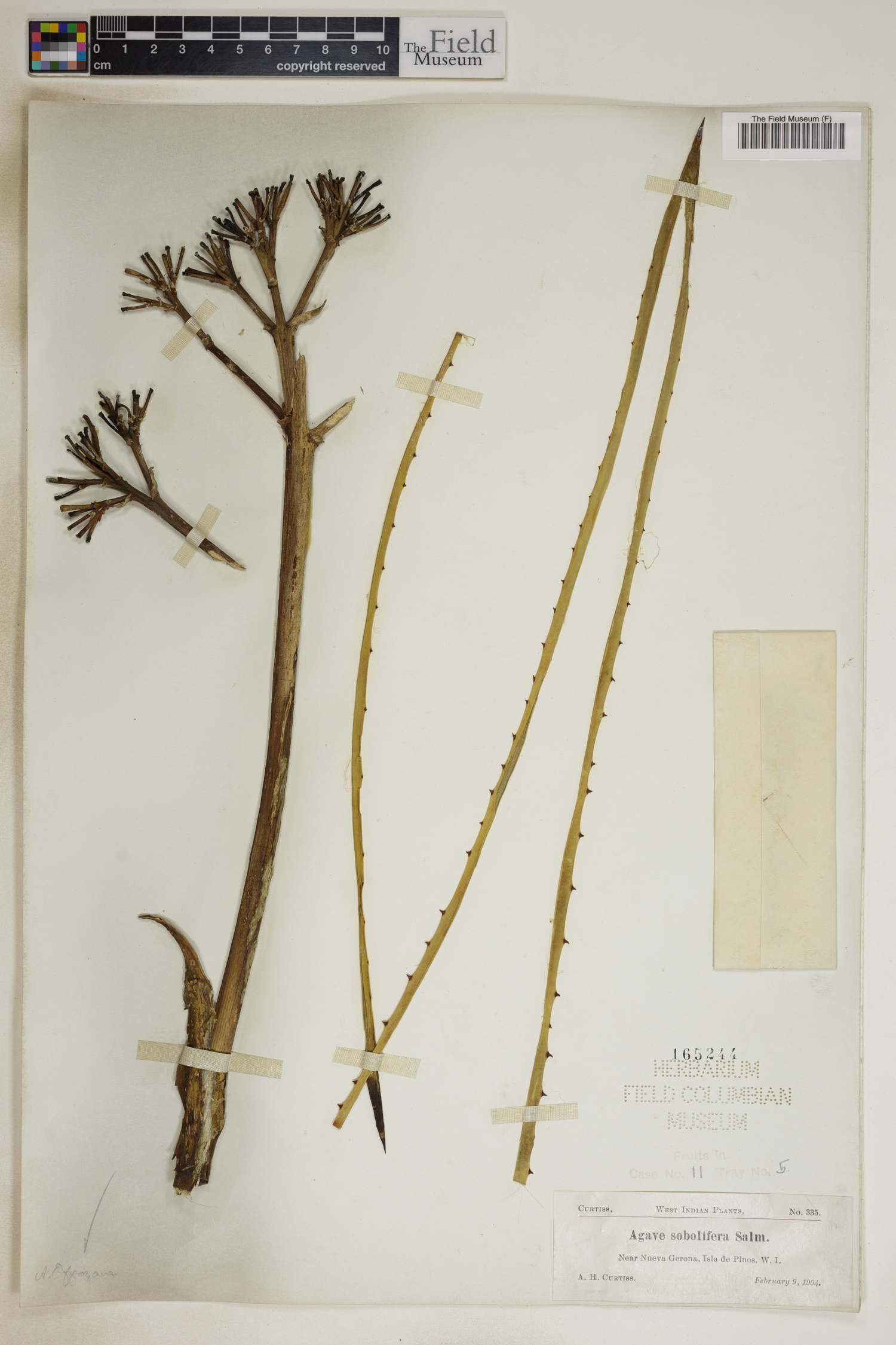 Agave offoyana