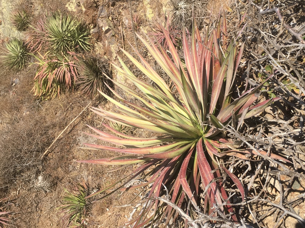 Agave ortgiesiana
